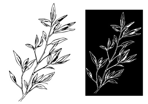 茶葉矢量圖