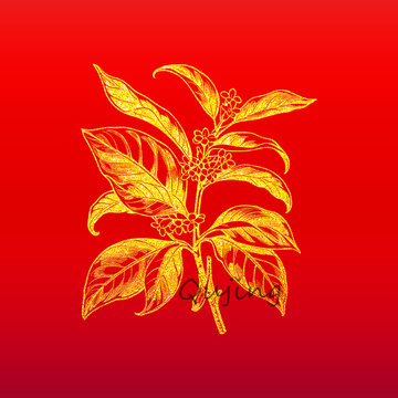 桂花插畫
