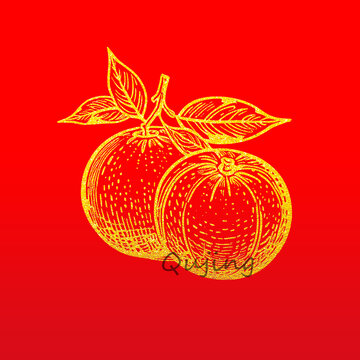 橘子速寫插畫