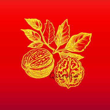 核桃插畫