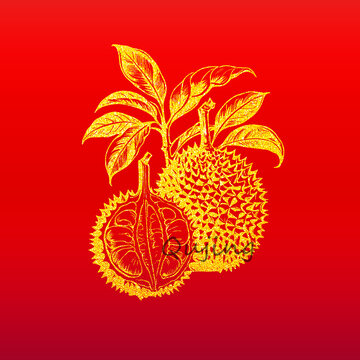 榴蓮速寫圖