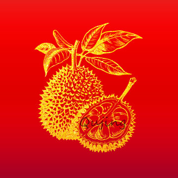 榴蓮插畫(huà)