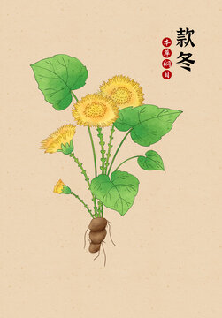 本草綱目款冬