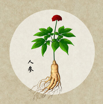 中草藥人參