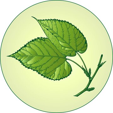 桑葉插畫