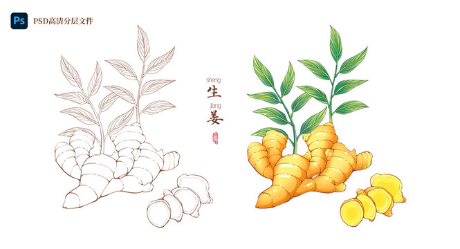 生姜黃姜手繪國風(fēng)插畫