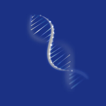 DNA分子