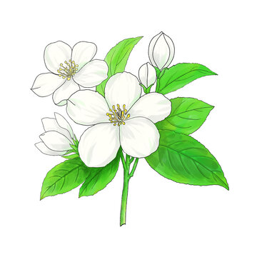 茉莉花免摳圖植物元素