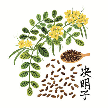 中醫(yī)藥決明子