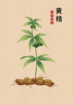 中草藥黃精