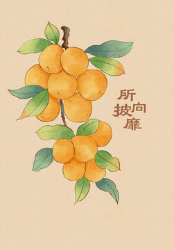 枇杷