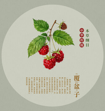 覆盆子手繪插畫