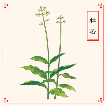 藥材杜若