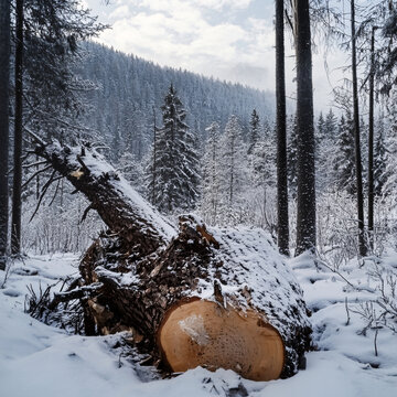 雪地里的樹樁