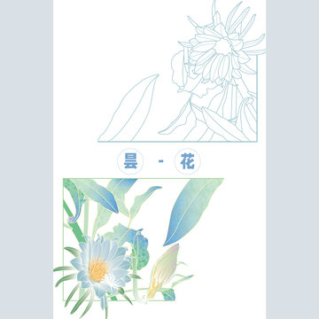 曇花元素