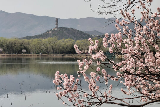 北京玉泉山玉峰塔春色
