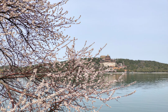 北京頤和園春色