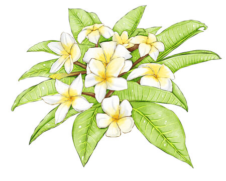 雞蛋花插畫(huà)元素