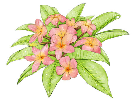 紅雞蛋花插畫元素