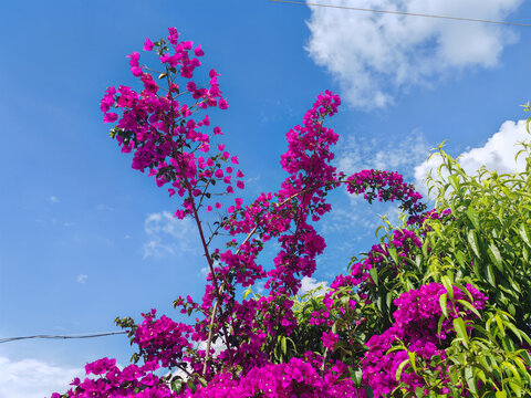 三角梅葉子花