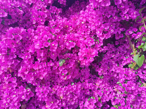 葉子花