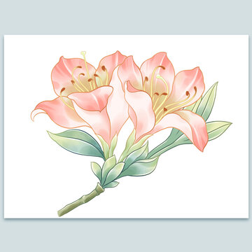 手繪水彩杜鵑花插畫(huà)