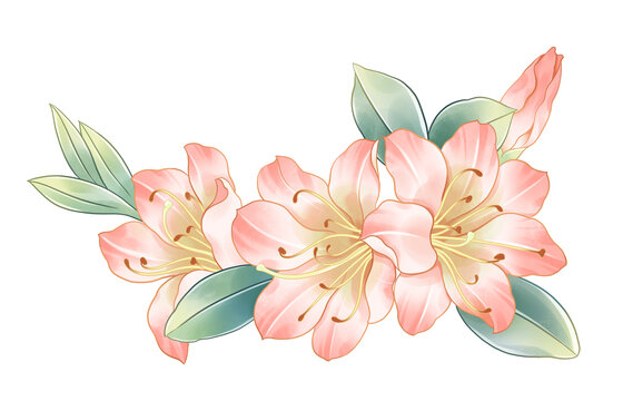 水彩杜鵑花手繪花卉插畫