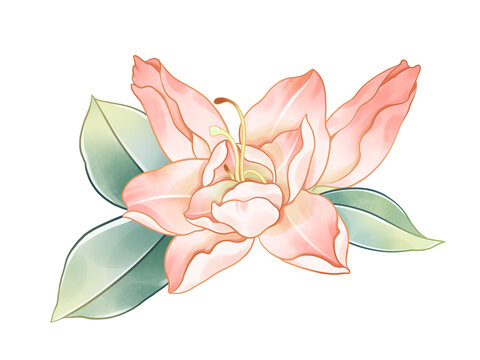 杜鵑花水彩花卉插畫(huà)
