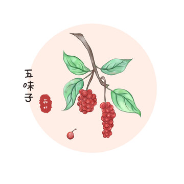 五味子中藥材插畫