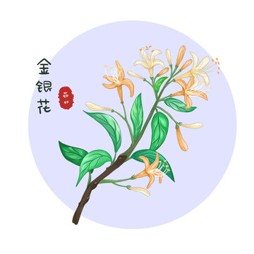 金銀花中藥材插畫