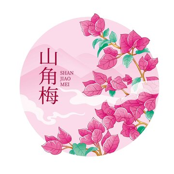 三角梅