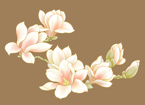 手繪白玉蘭插畫
