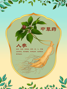 中草藥插圖主題人參
