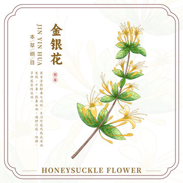 金銀花