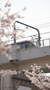 櫻花