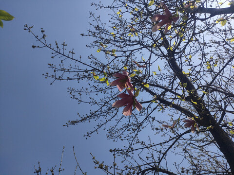 玉蘭花