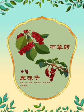 中草藥插圖主題五味子