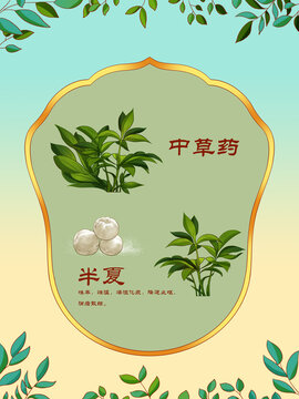 中草藥插圖主題半夏