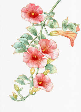 水彩插畫凌霄花
