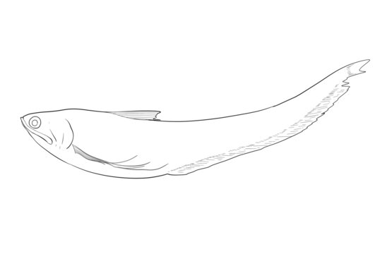 鳳尾魚