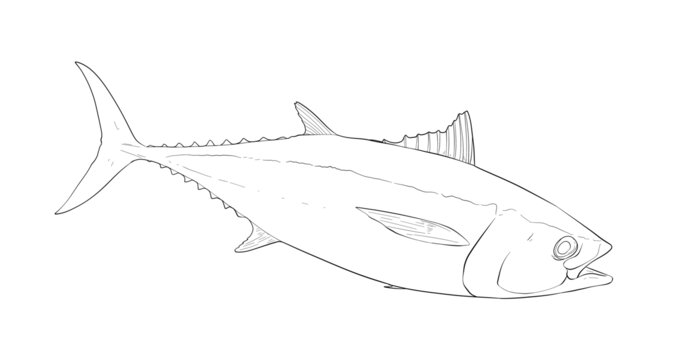 金槍魚