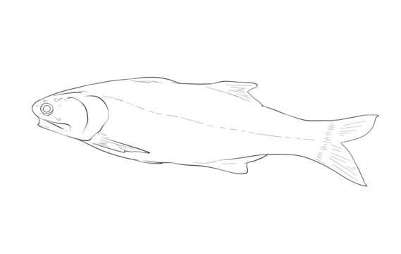 馬友魚
