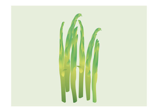 新鮮蘆筍漸變風(fēng)矢量插畫(huà)