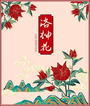 洛神花
