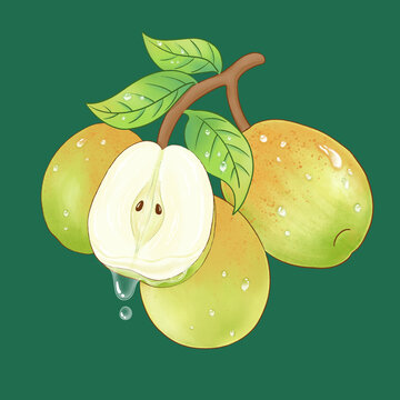 手繪香梨插畫(huà)