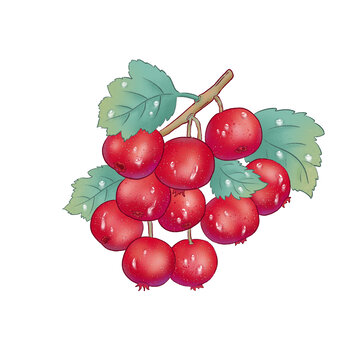 手繪山楂插畫(huà)