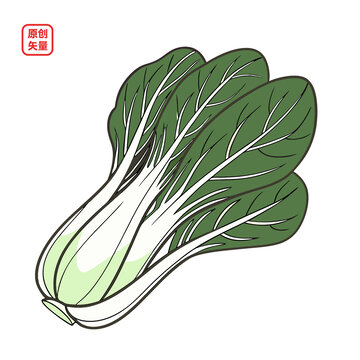 矢量插圖植物綠色營養(yǎng)菠菜
