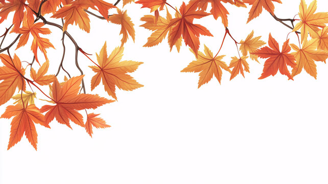 紅楓葉白底圖