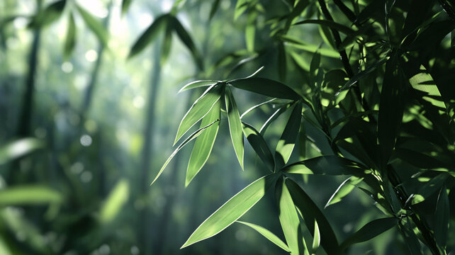 唯美竹影竹韻