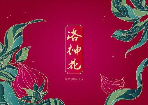 洛神花